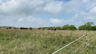 Rotational Grazing Buffalo Experiment￼