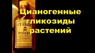 Цианогенные гликозиды растений