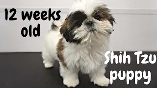 Adorable little Ewok puppy