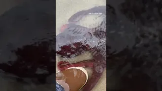 Giant pacific octopus comes up to woman’s feet on Oregon coast