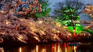 The most beautiful cherry blossoms in Japan 🌸 Festival at the castle 🏯