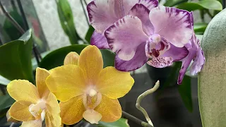 Орхидеи ЗАЦВЁЛ ПОДРОСТОК КУПИЛИСЬ ОРХИДЕИ 🪴😁🥰☕️🍀