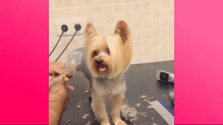 Pomeranian Grooming – Pomeranian Haircut – Cat Grooming - Pet Grooming Videos Compilation #6