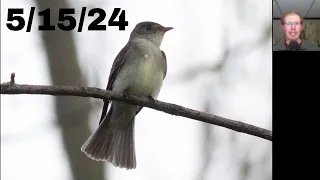 [76] First Eastern Wood-Pewee, Slow Day for Hawks at the Braddock Bay Hawk Watch, 5/15/24