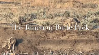 The Junction Butte Wolf Pack