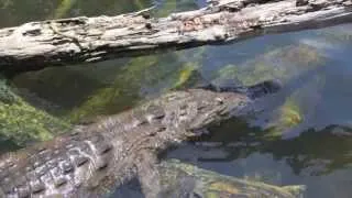 Black River Crocodile Tour - Jamaica