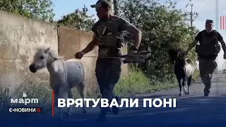 Українські військові евакуювали з Херсонщини двох поні. Тепер вони живуть в миколаївському зоопарку