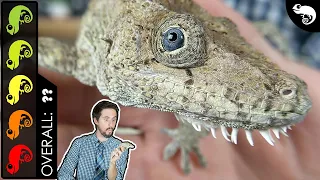 Cuban False Chameleon, The Best Pet Lizard?