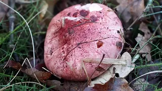 Hygrophore russule ou vinassier (champignon comestible)