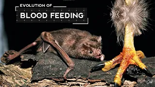 How Vampire Bats Evolved to Feed Only on Blood