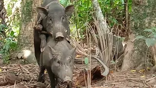 Natural Breeding of Native Pigs