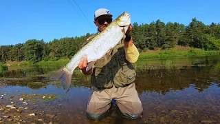 Šapalų žvejyba, o kimba rekordiniai salačiai / Chub and asp fishing