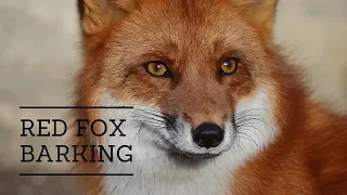 The Sound of a Fox Barking