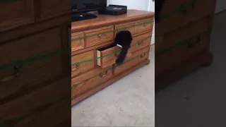 The cat is hiding/кот прячется