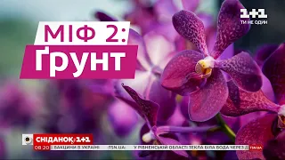 Як правильно доглядати за кімнатними орхідеями — поради блогерки Антоніни Лесик