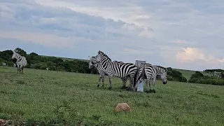 Zebras Removing Ticks By Rubbing Against Each Other