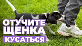 ЩЕНОК КУСАЕТСЯ❓ Причины укусов и Рекомендации, как ОТУЧИТЬ щенка КУСАТЬ руки и ноги😱