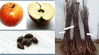 Подвои для яблони - сеянцы и вегетативные ММ106 и М9. Как выращивают - показываю на примере