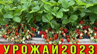 Запредельный урожай клубники 2023 -Вы такого ещё не видели ❗️❗️❗️