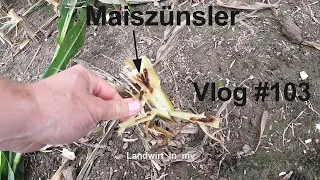 Vlog #103 So sieht der Maiszünslerbefall aus! Der schlechteste Maisbestand in diesem Jahr