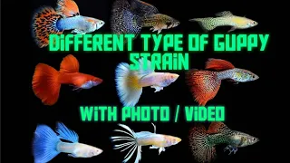 Different strain type of guppy  with(photo & video )