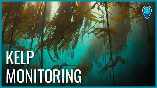 The Kelp Recovery Program in Greater Farallones National Marine Sanctuary