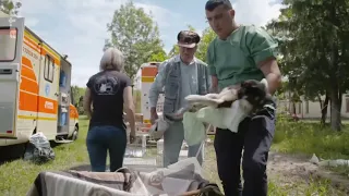 Straßenhunde in Rumänien - Ein Beitrag von ARTE