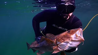 Spearfishing - Hitra, Norway (September 2020)