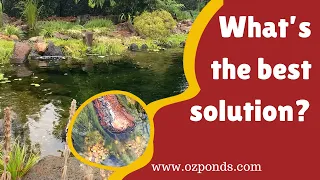 Pond algae | Prevention & treatment | My thoughts