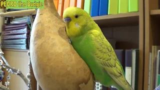 Bird Talk in the small gourd Part 2 - Pedro the Budgie Video #24