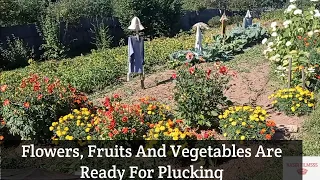 Going To Dacha (Garden) || Vegetables And Fruits Are Ready || Beautiful Flowers In Dacha In Ocher