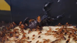 Scorpion Do Not Expected That【1000 Cockroaches】