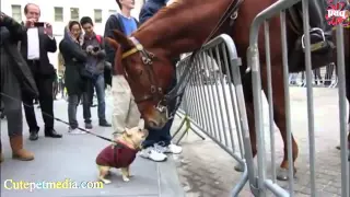 Самые смешные лошади Видео 2014