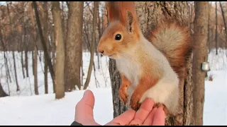 Очень голодная незнакомая белка / A very hungry unfamiliar squirrel