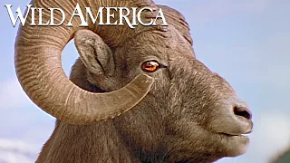 Wild America | S3 E2 Bighorn! | Full Episode HD