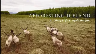Afforesting Iceland - a cause for optimism