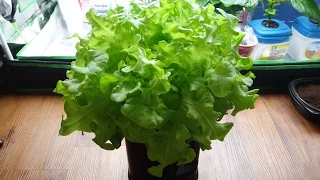 How to Make a Mini Kratky Hydroponic System for Lettuce