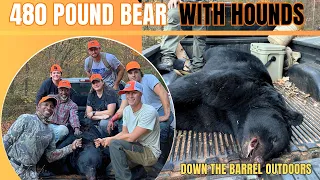 480 pound bear with hounds!