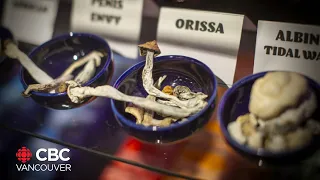 B.C. company legally cultivating psychedelic mushrooms