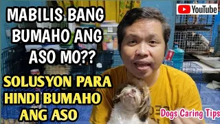 BAKIT MABILIS BUMABAHO ANG ASO? TIPS PARA HINDI BUMAHO ANG ALAGA NATING ASO