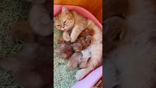 Super Cute Cats ♥ Best Funny Cat Videos 2021 # 123