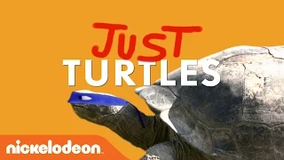 May 23rd is World Turtle Day! | Teenage Mutant Ninja Turtles | Nick