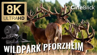 Wildpark Pforzheim 8K