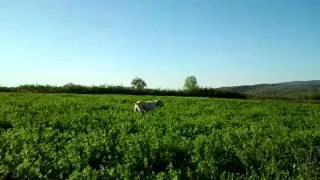 engleski poenter ares - marka na jarebice 2 (english pointer and partridge)