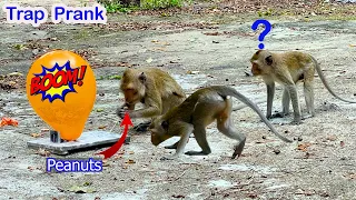 Funny Balloon Prank Monkeys