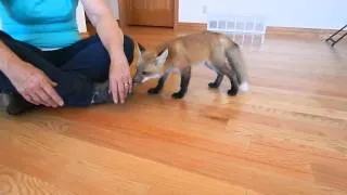 Happy baby fox running around!