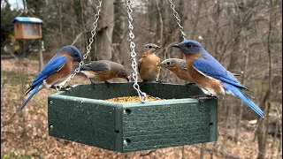 Eastern Bluebirds at the Lunch Counter