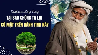 Tại Sao Chúng Ta Lại Ở Đây | Sadhguru Lồng Tiếng #239