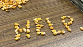 "Corn with a C" by Roach Farmer