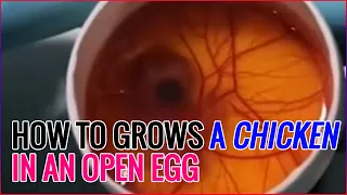 How to Grows a Chicken in an Open Egg